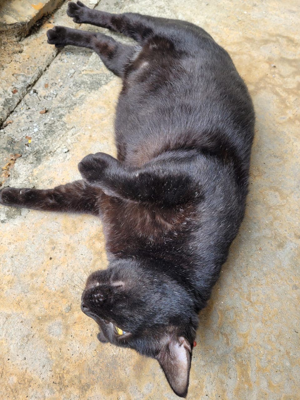 Mochi the Cat