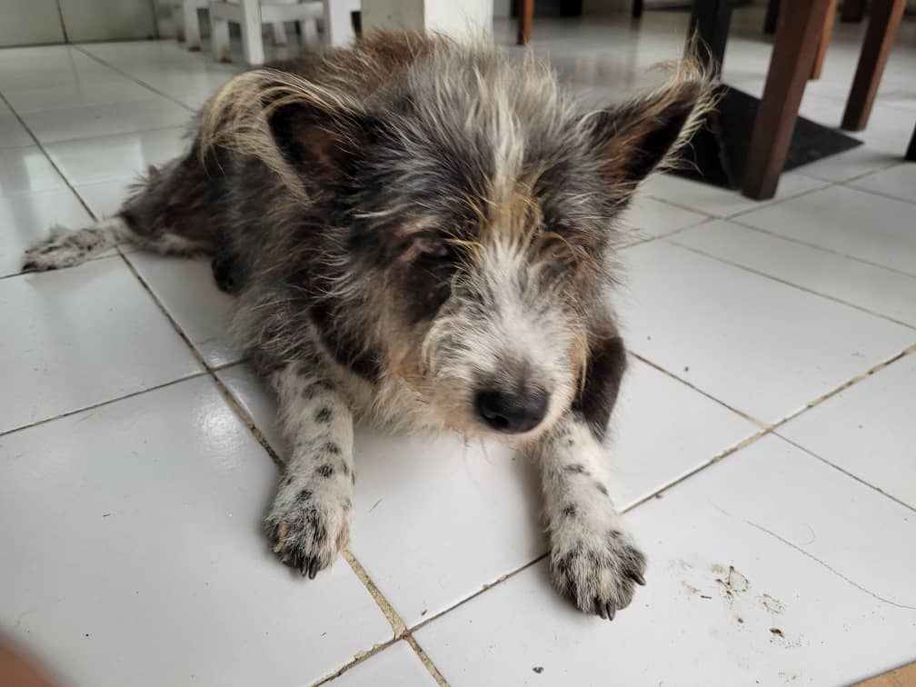 Chloe the Dog