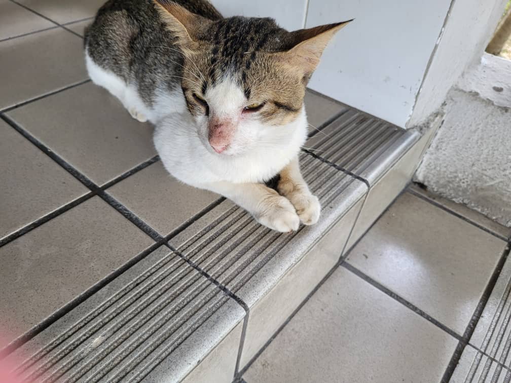 Simba the Cat