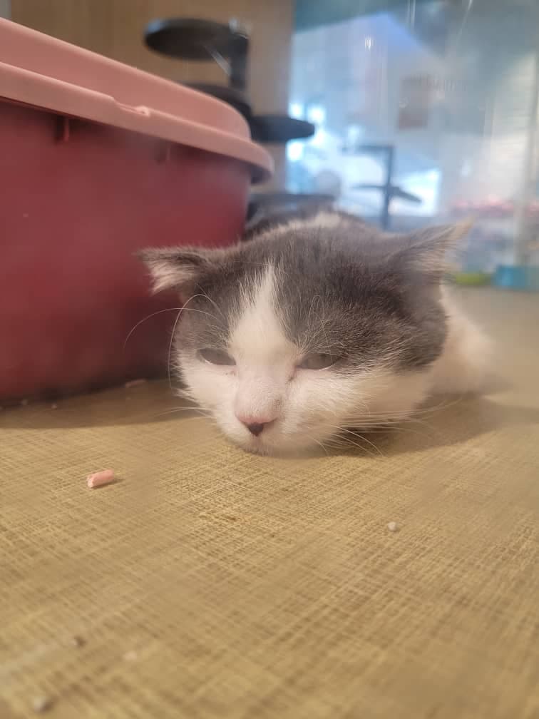 Tiger the Cat