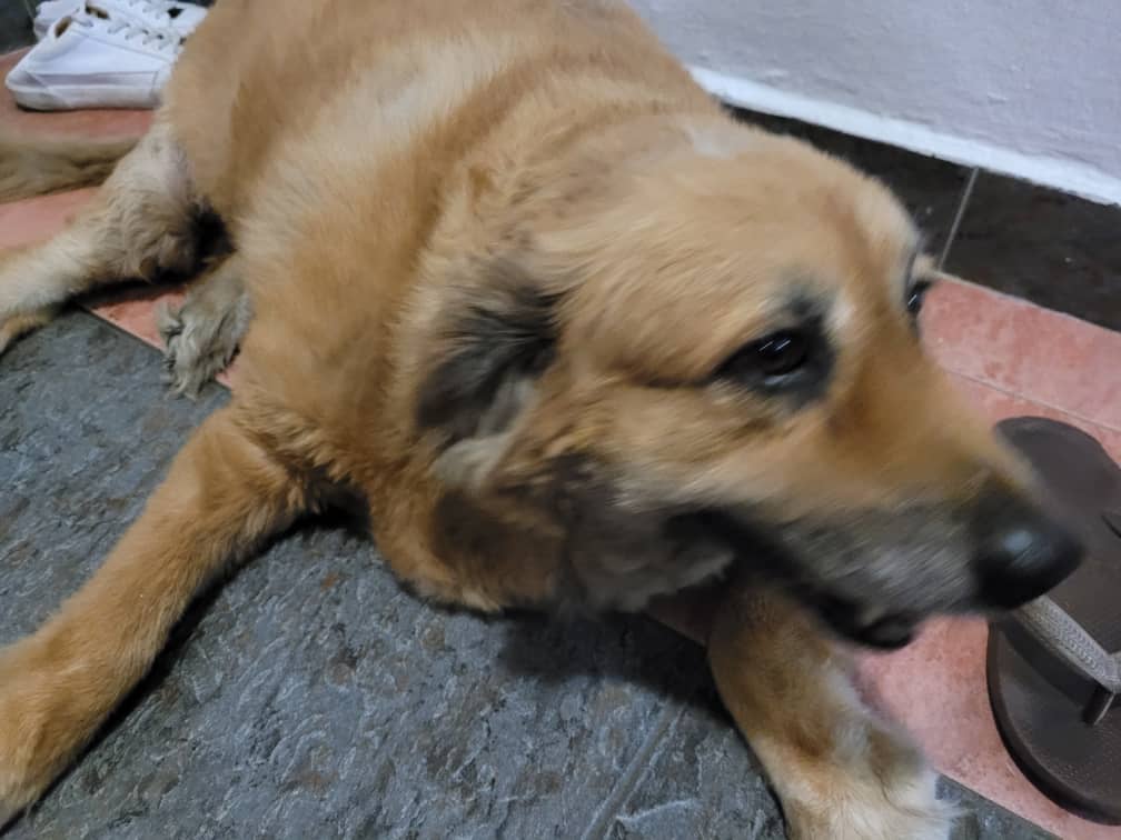 Buddy the Dog