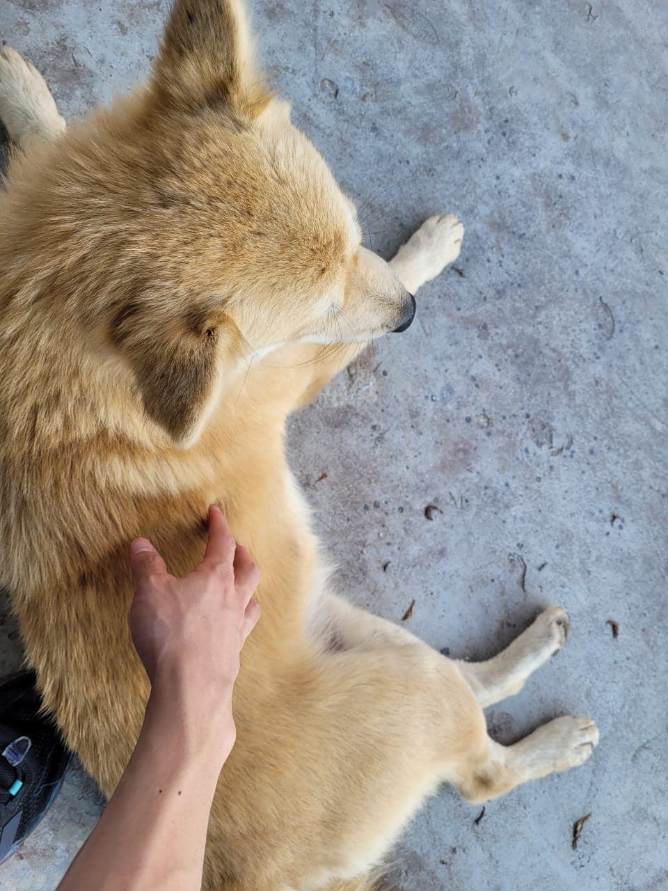 Luna the Dog