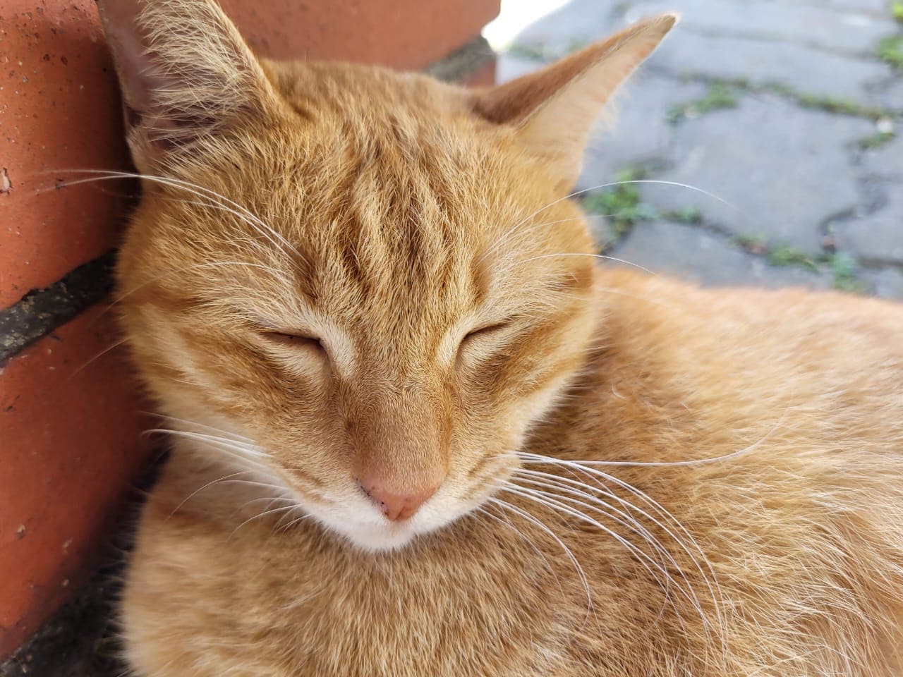 Max the Cat