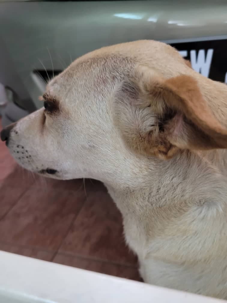 Bella the Dog
