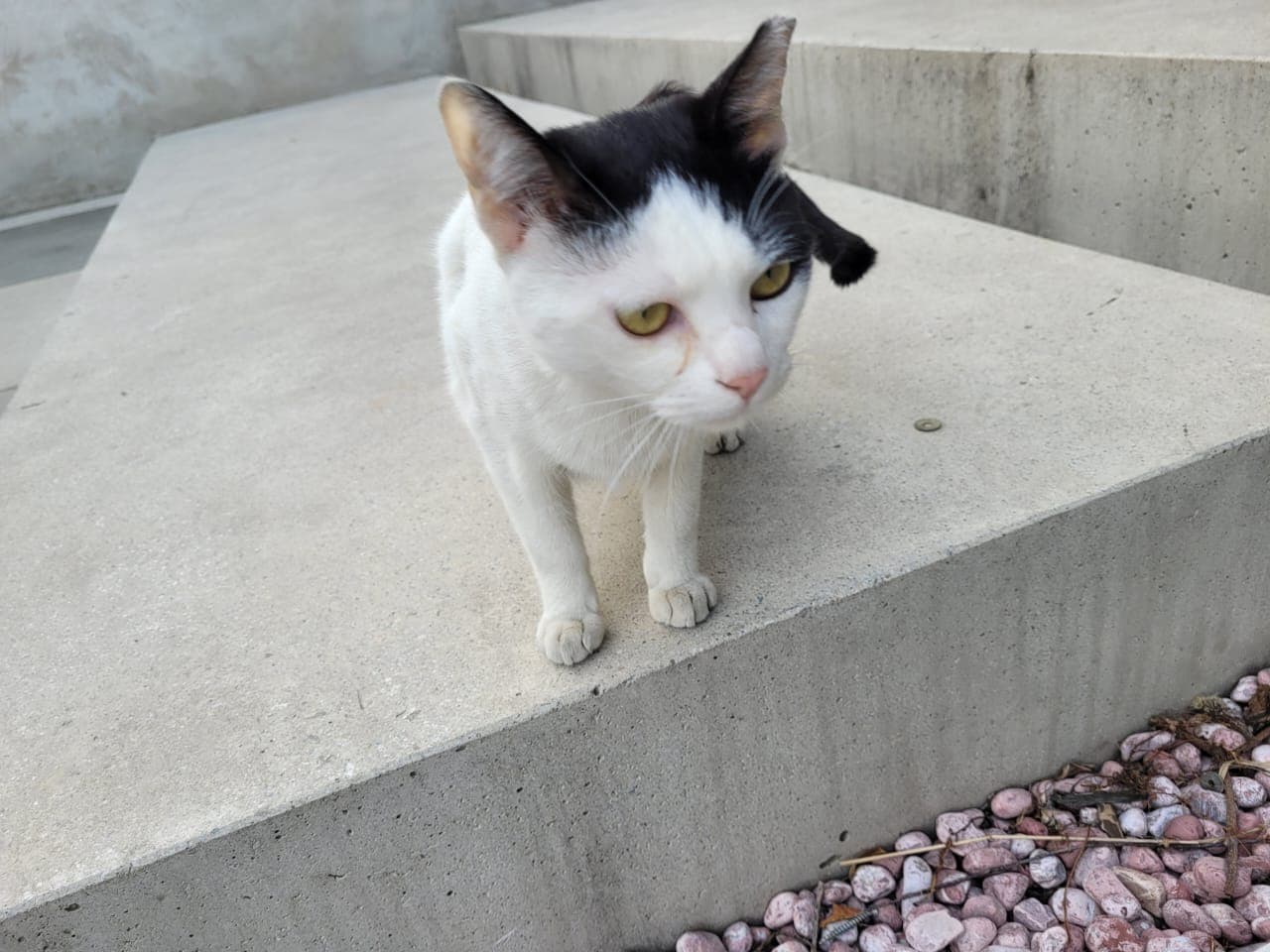 Charlie the Cat