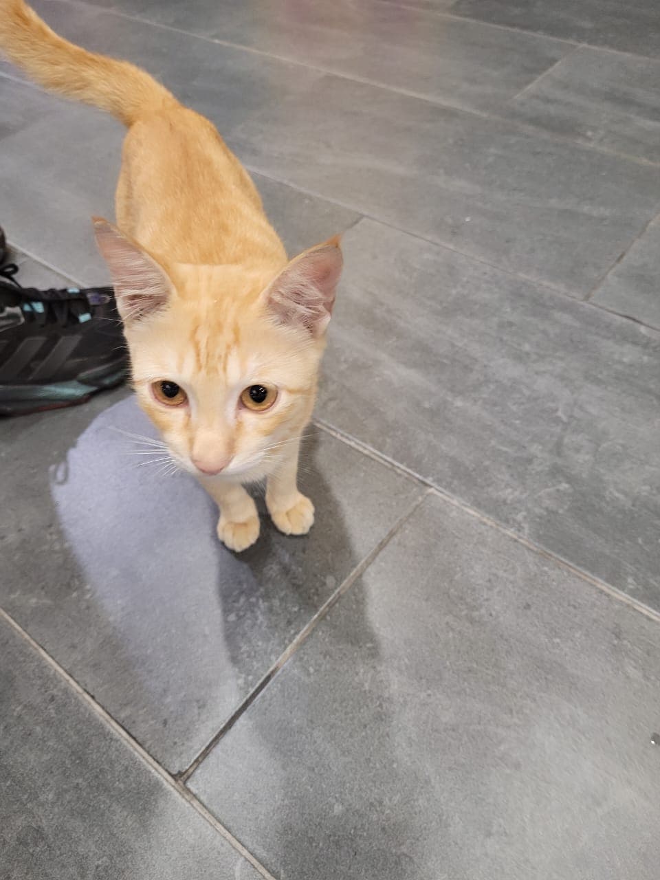 Oliver the Cat