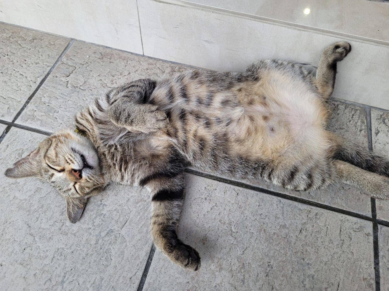 Leo the Cat